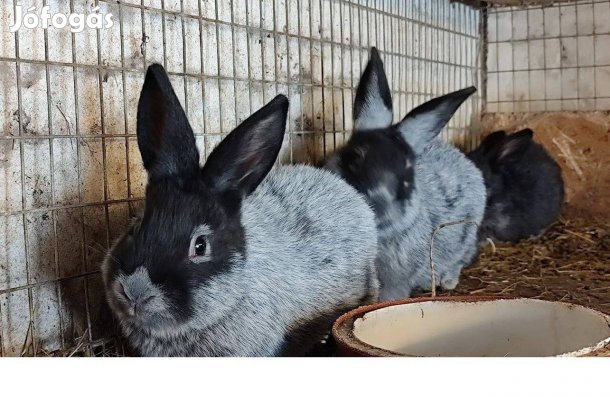 Német Világos Nagy ezüst nyúl!