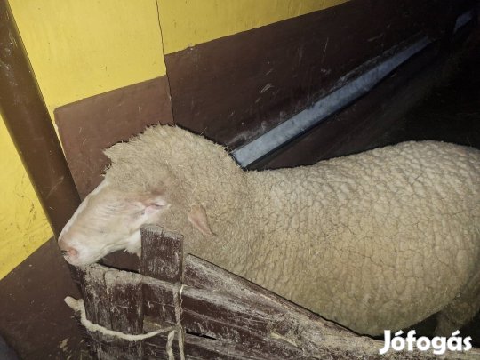 Német és Lanchafst merinó keverék kos eladó