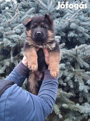 Német juhász kölyök