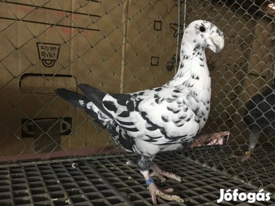 Német kiállítási galamb / díszposta