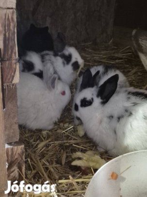 Német lepke óriás nyúl 