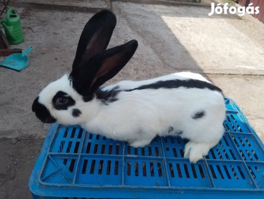 Német lepke tarka nyúl kapható!