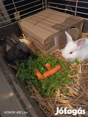 Német lepketarka nyúl