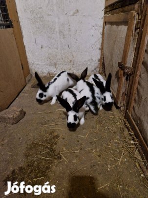 Német lepketarka nyulak