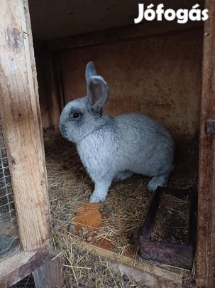 Német nagyezüst nyúl
