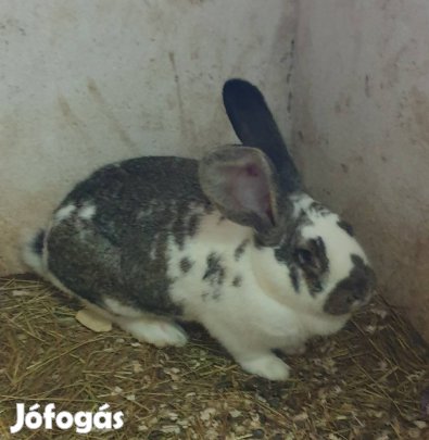 Német óriás - Lepketarka Mix Bak nyúl