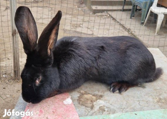 Nemet orias felver nyuszik