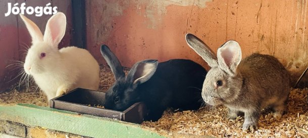 Német óriás keverék nyuszik