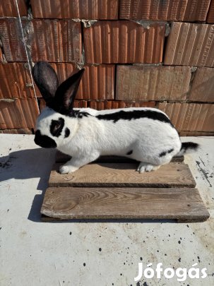 Német óriás lepke tarka bak nyul