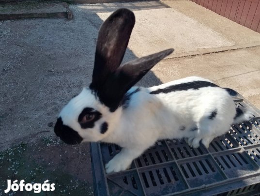 Német óriás lepke-tarka fajtiszta nyúl kapható!