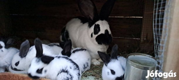 Német órias lepke tarka kisnyuszi