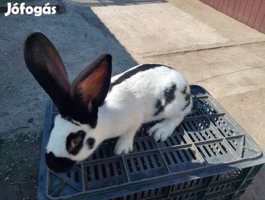 Német óriás lepke-tarka nyúl kapható!