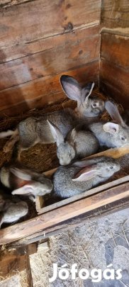 Német óriás nyúl