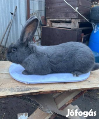 Német óriás nyúl