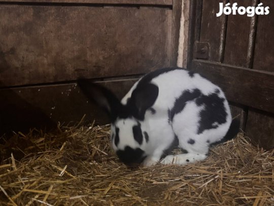 Német óriás nyúl