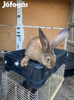 Német óriás nyúl