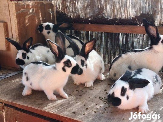 Német óriás nyúl