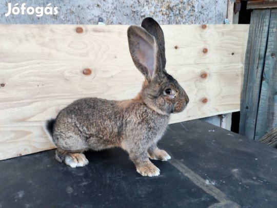 Német óriás nyul 