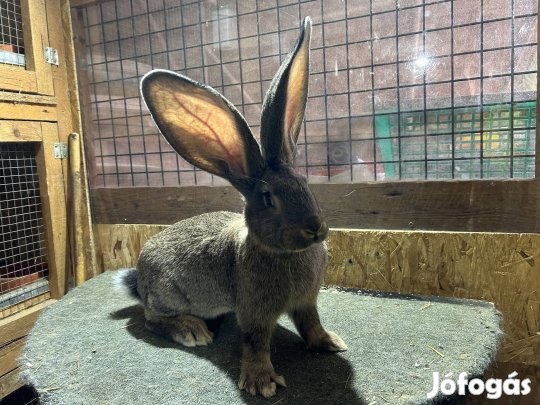 Német óriás nyúl nyulak 