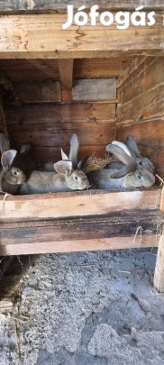 Német oriás nyulak