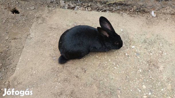 Német óriás nyulak Eladók!
