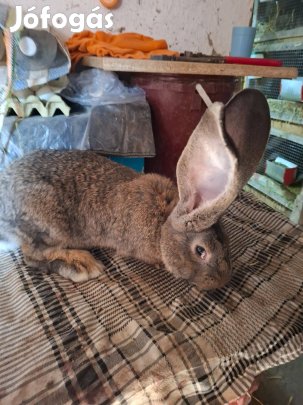 Német óriás nyulak eladóak