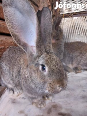 Német óriás nyulak eladók