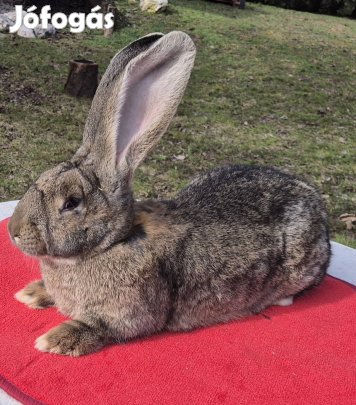 Német óriás nyulak más ketrecében ugrálnának 