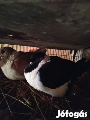 Német strasszer párok