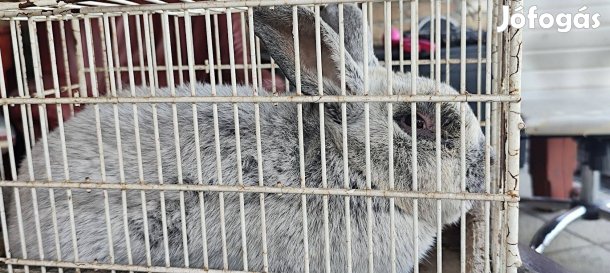 Német világos nagy ezüst Bak nyúl