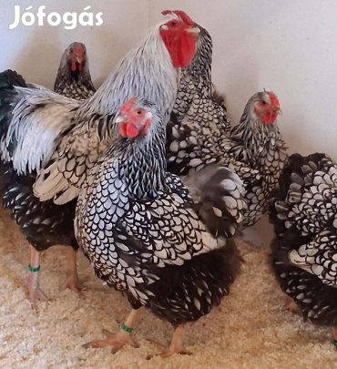 Német wyandotten tenyésztojás kapható,foglalható