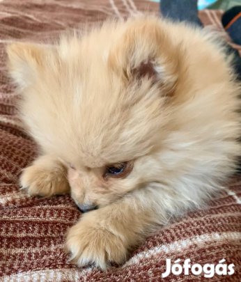 Németh Kis Spitz kölykök