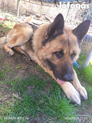 Németjuhász fajtatiszta jellegű 4éves kan kutya