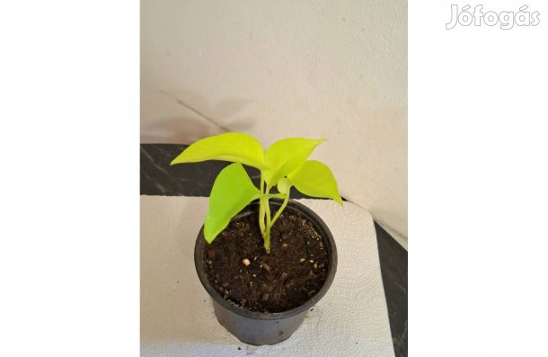 Neon futóka, Philodendron scanden's Lemon Lime