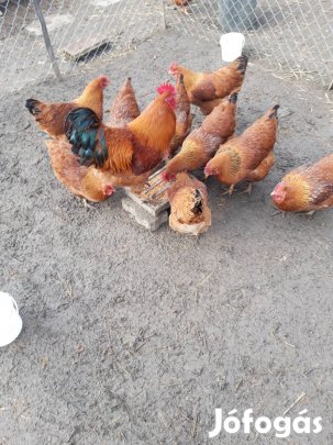 New Hampshire tenyésztojás