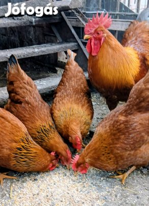 New Hampshire tenyésztojás kapható