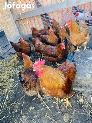 New Hampshire tojások