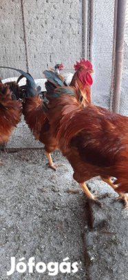 New hampshire kakasok eladók