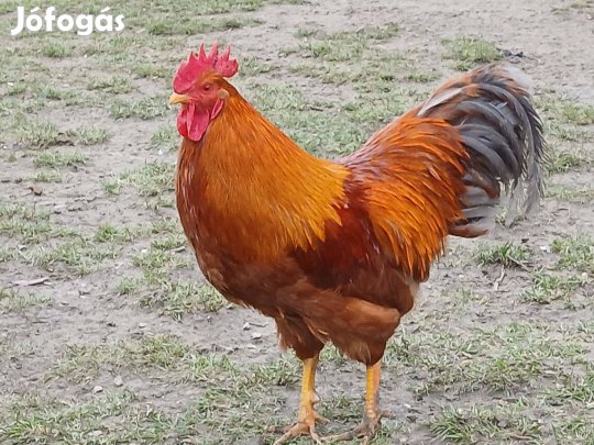 New hampshiri lakasok