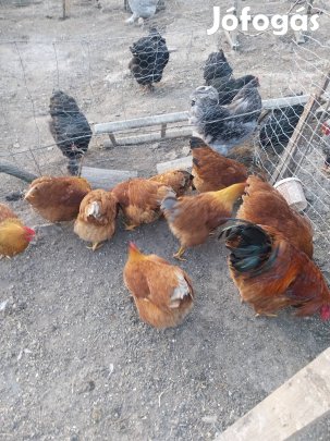 New hampsire és wyajodente tojás keltetni eladó 