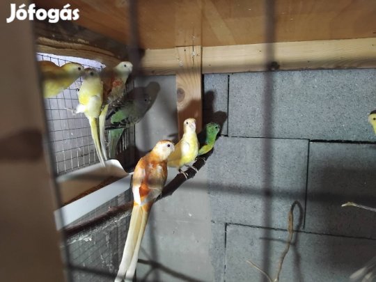 Nimfa, énekes, ékes, veréb, törpe papagájok költöznek!