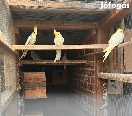 Nimfa papagáj eladó