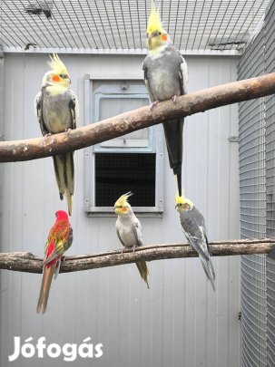 Nimfa papagáj eladó