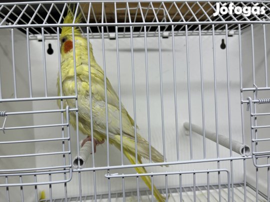 Nimfa papagáj hímek