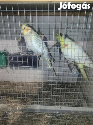 Nimfa papagáj hullámos papagáj törpe papagáj eladó