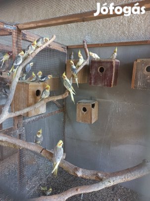 Nimfa papagájok eladók.