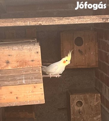 Nimfapapagáj eladó (párban)