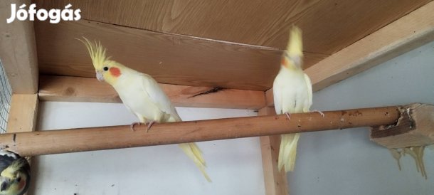 Nimfapapagáj költözne