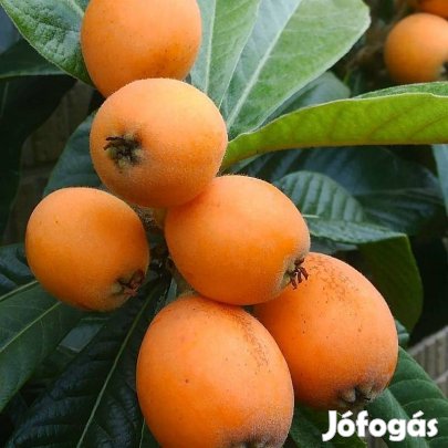 Nispero, japánnaspolya, Loquat (Eriobotrya japonica) oltvány és magonc