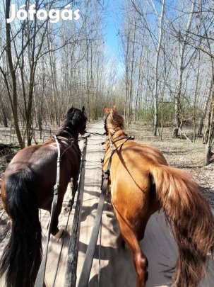 Nóniusz félvér Srga kanca eladó